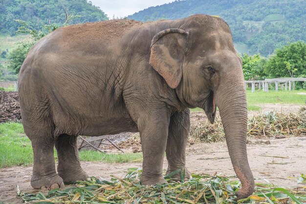 Foto olifant in het park