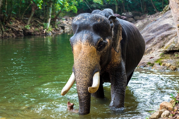 Olifant in het water