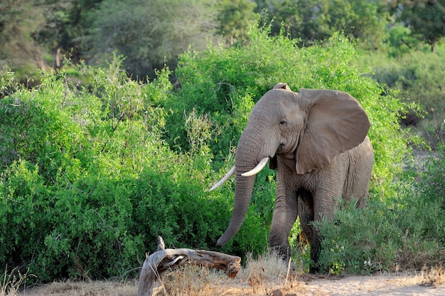 Olifant in het wild - nationaal park Kenia