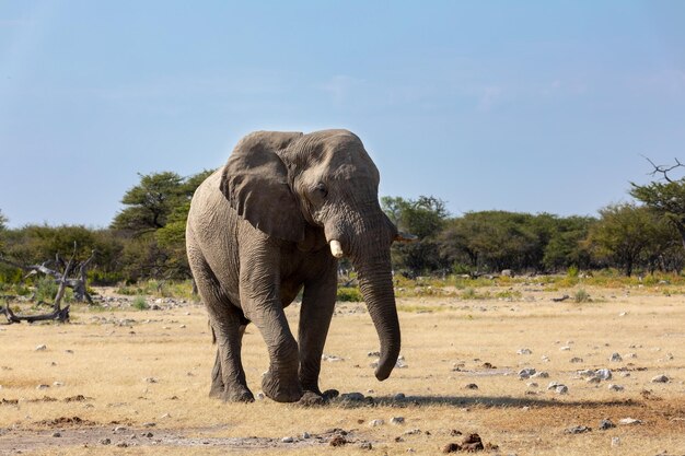 Foto olifant in het zonlicht