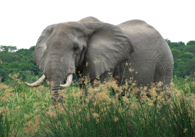 Olifant in hoge grasvegetatie