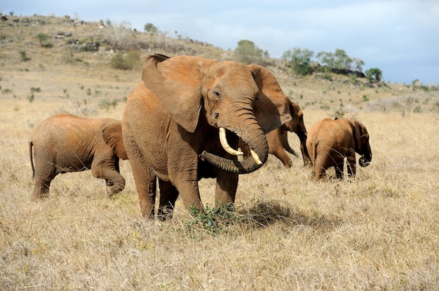 Olifant in nationaal park van Kenia