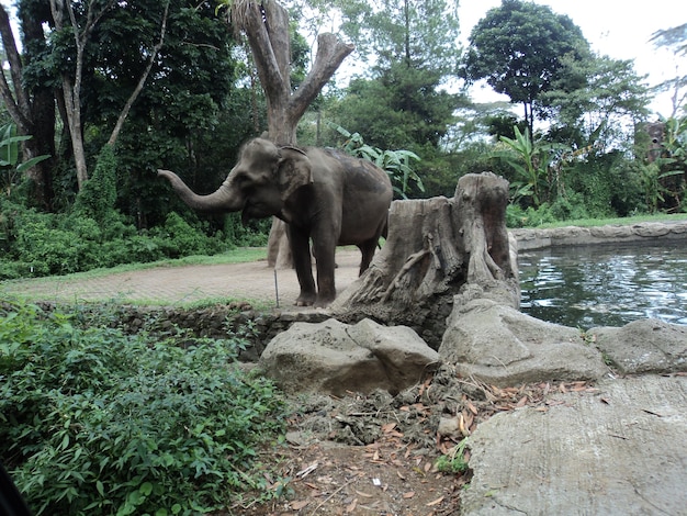 Foto olifant in safaripark