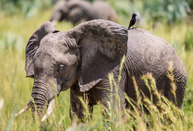 Olifant loopt langs het gras met een vogel op zijn rug in het Merchinson Falls National Park