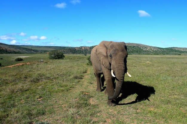 Olifant loopt op een grasveld tegen een blauwe lucht