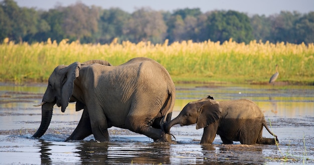 Olifant met baby steken de rivier Zambezi over