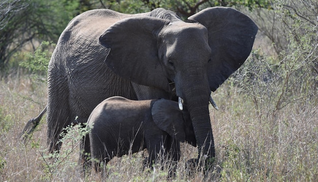 Olifant met kalf op een grasveld