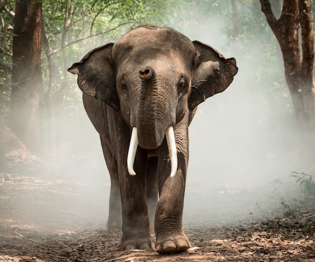 Olifant met mahout in olifantsdorp Thailand