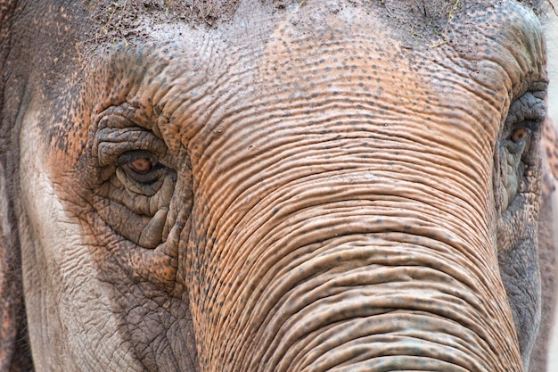 olifant oog close-up detail