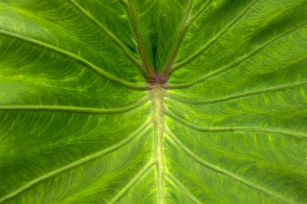 Olifant oor blad Taro blad Colocasia esculenta textuur voor natuurlijke achtergrond