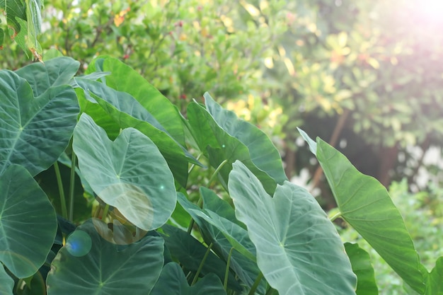 Olifant oor bladeren voor achtergrond, tropische groene bananen taro blad, blad textuur achtergrond. Natuurlijke achtergrond en behang.