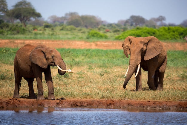 Olifant op de waterput in de savanne van Kenia