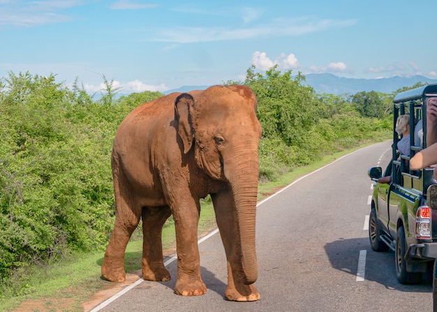 Olifant op de weg. Een wilde olifant kwam de rijbaan op. Gevaar op de weg. Sri Lanka, Pinnawela-olifantenweeshuis.