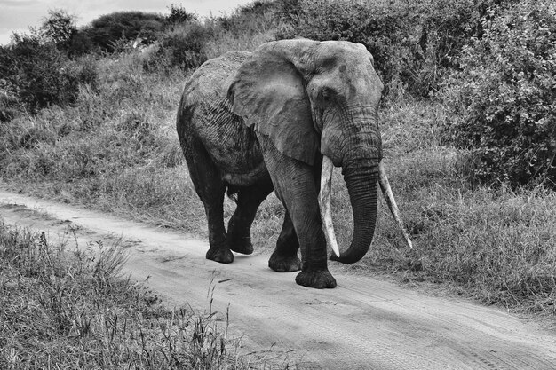 Foto olifant op de weg