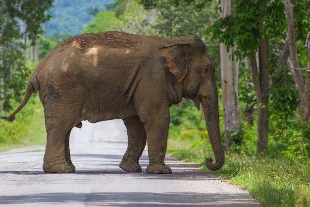 Olifant op de weg