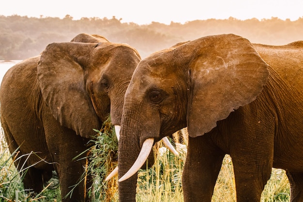 Olifant op een grasveld