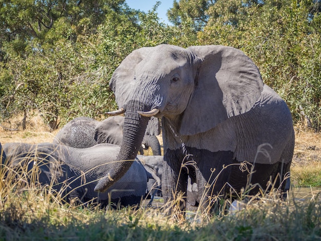 Foto olifant op het veld