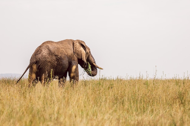 Olifant op het veld