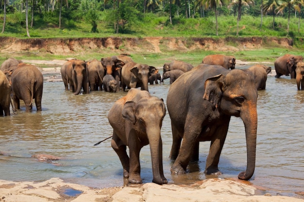 Olifant op Sri Lanka