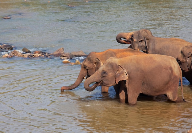 Olifant op Sri Lanka