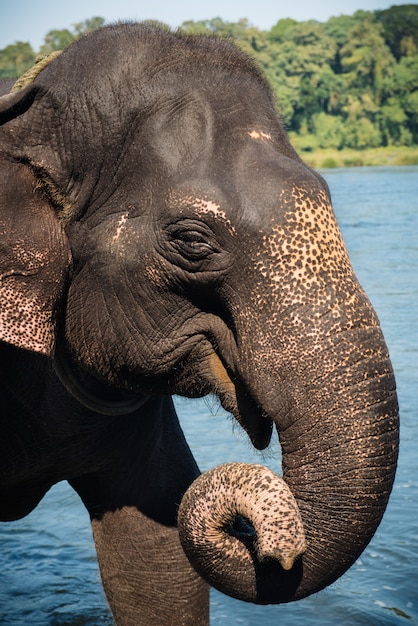 Olifant wassen in de rivier