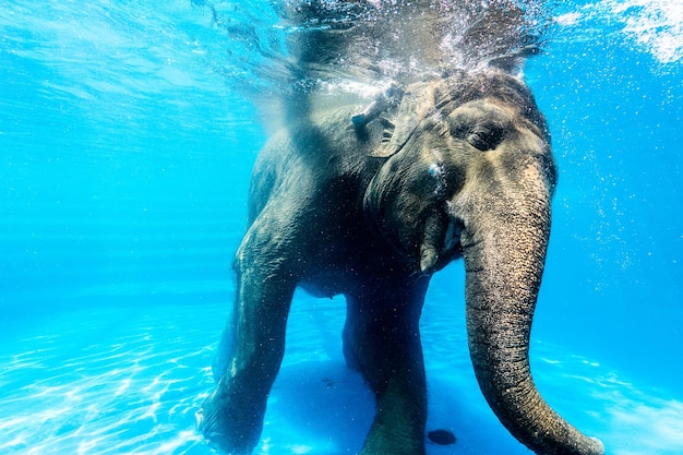 Olifant zwemt in het zwembad