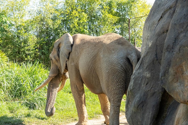 Foto olifant