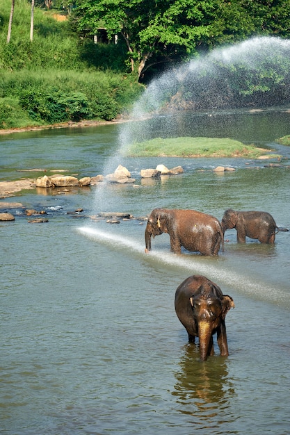 Olifanten baden in Jungle rivier van Sri Lanka