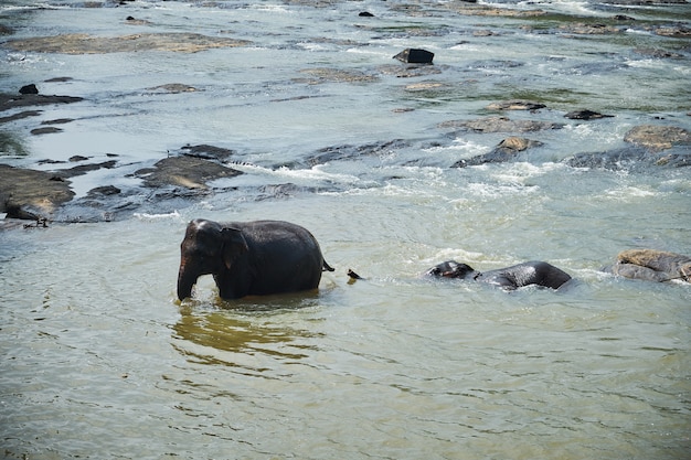 Olifanten baden in Jungle rivier van Sri Lanka