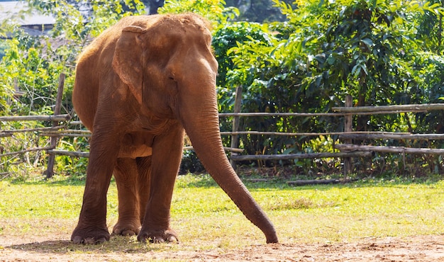 Olifanten in de natuur groot zoogdier