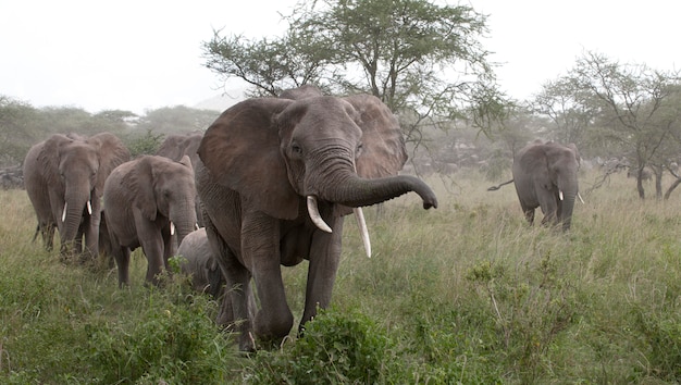 Olifanten in het Serengeti National Park