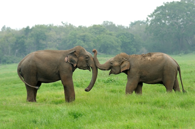 Olifanten in Nationaal Park, Sri Lanka