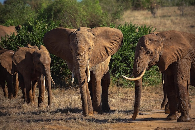 Olifanten in safaripark in Kenia Afrika