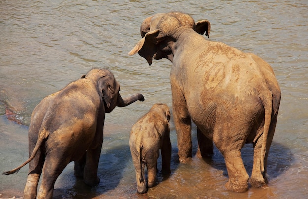 Olifanten op Sri Lanka