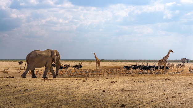 Olifantengiraffen, zebra's en andere dieren bij een waterput in Namibië