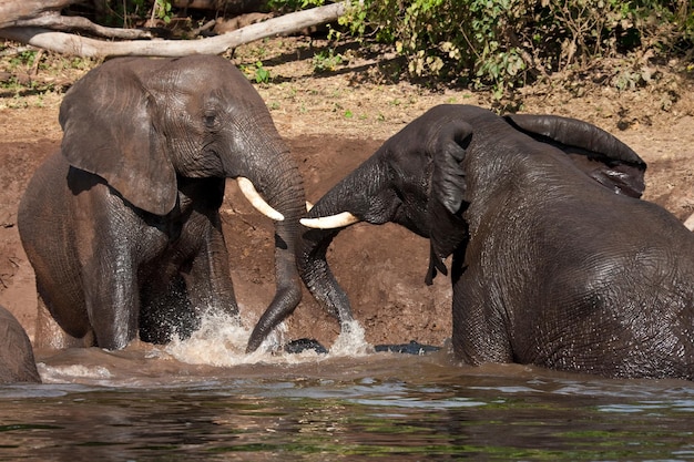 Olifantenmodderbad Botswana