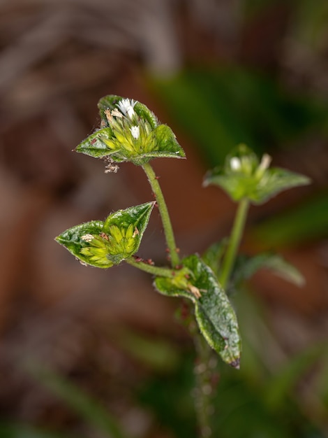 Olifantenpootplant van de soort Elephantopus mollis