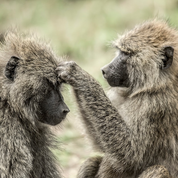 Olijfbaviaan op zoek naar voedsel op het hoofd van de ander, in Serengeti National Park