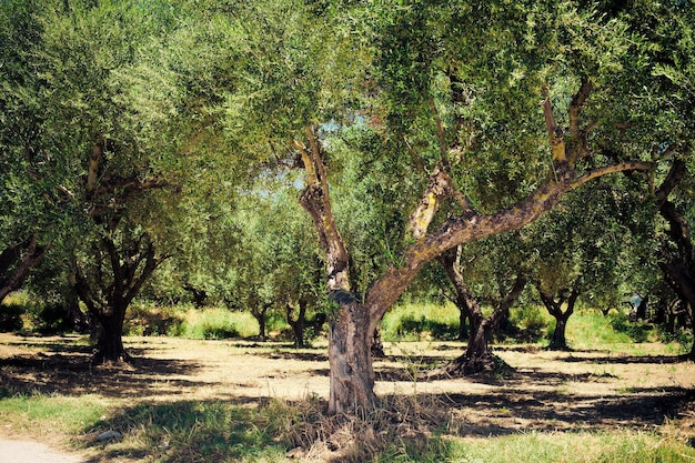 Olijfbomen, Griekenland