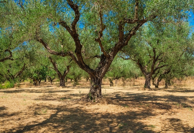 Olijfbomen in de tuin Landbouw in Griekenland Olijven telen voor olie