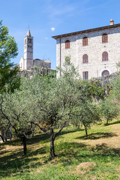 Olijfbomen in het dorp Assisi in de regio Umbrië, Italië De stad staat bekend om de belangrijkste Italiaanse basiliek gewijd aan St Francis San Francesco