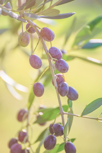 Olijfboom met fruit