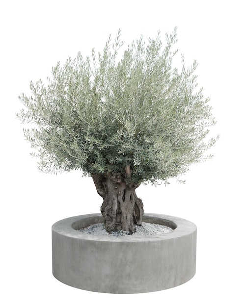 Olijfboom wit in een ronde cementpot geïsoleerd op een witte achtergrond