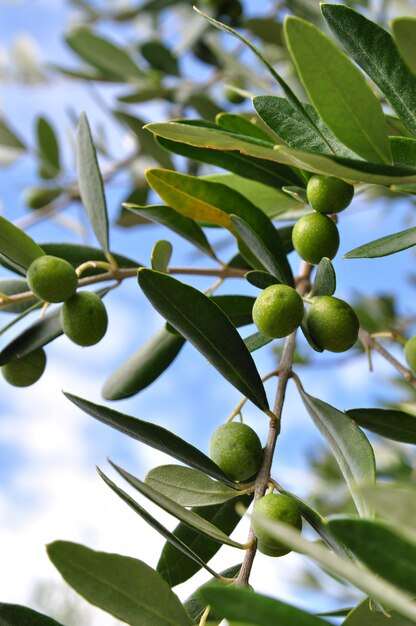 Olijfboomtak met groene bessen