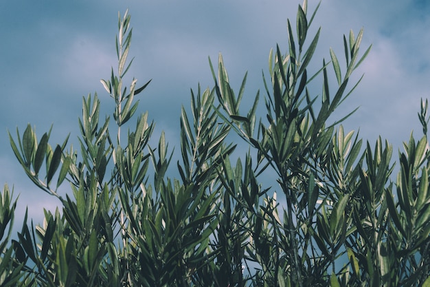 Olijfboomtakken op een bewolkte blauwe hemel