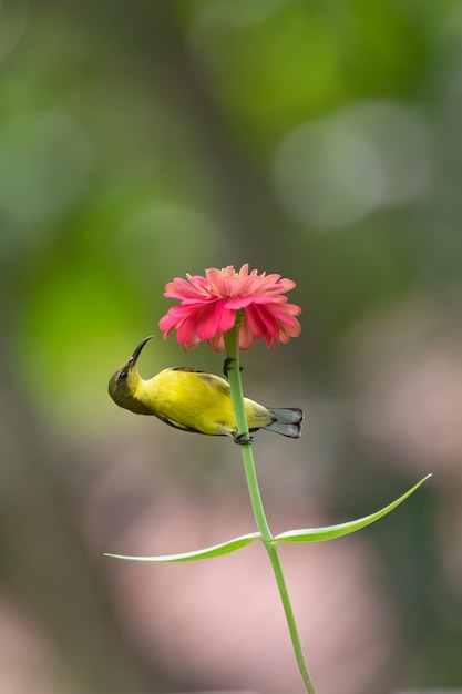 Olijfgesteunde Sunbird op bloem