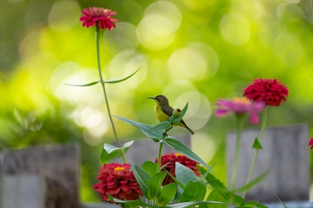 Olijfgesteunde Sunbird op bloem