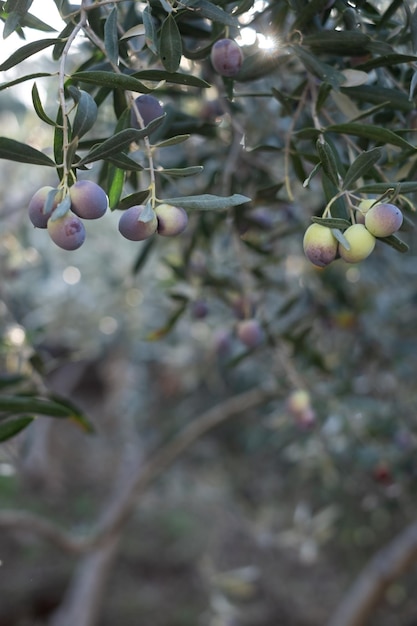 Olijfoliebomen vol olijven in de herfstoogst van Turkije