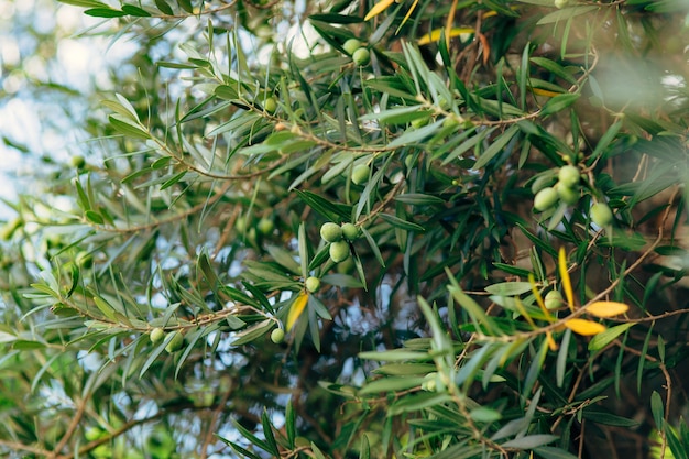 Olijftak met fruit, olijfgaarden en tuinen in montenegro