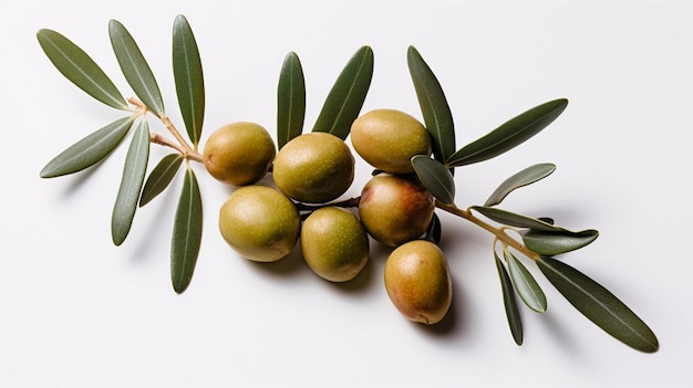 Olijftak met groene olijven op een witte achtergrond